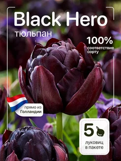 Тюльпаны луковицы многолетние крупные Black Hero Голландия