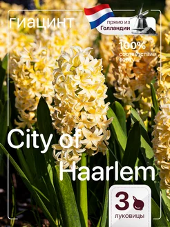 Гиацинт луковицы City of Haarlem 3 штук Голландия