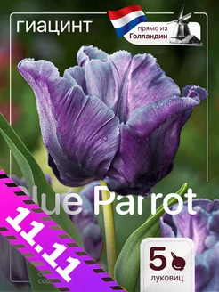 Луковицы тюльпанов Blue Parrot 5 штук