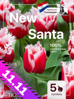 Луковицы тюльпанов New Santa 5 штук