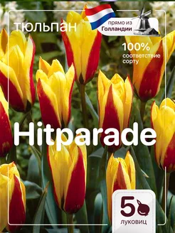 Тюльпаны луковицы для посадки крупный Hitparade