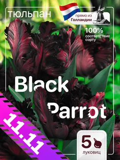 Луковицы тюльпанов Black Parrot 5 штук