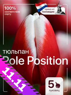 Тюльпаны луковицы для посадки крупный Pole Position