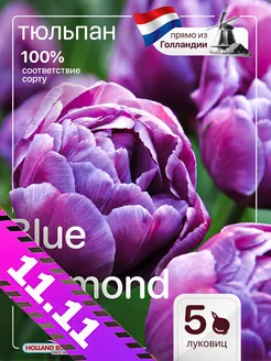 Тюльпаны луковицы Blue Diamond 5 штук Голландия