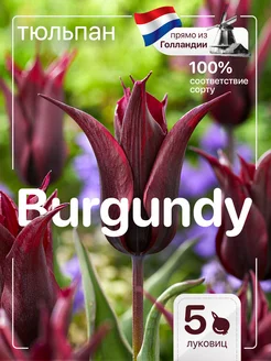 Луковицы тюльпанов Burgundy 5 штук Голландия