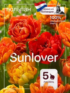 Тюльпаны луковицы Sunlover 5 штук многолетние