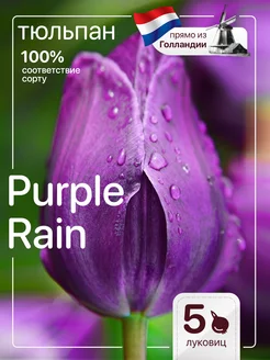 Тюльпаны луковицы многолетние крупные Purple Rain Голландия