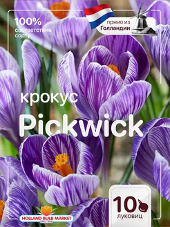 Крокусы луковицы Pickwick 10 штук Голландия