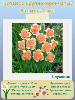 Нарцисс крупнокорончатый, многолетние цветы, луковицы 5 шт Drem Garden 254267237 купить за 310 ₽ в интернет-магазине Wildberries