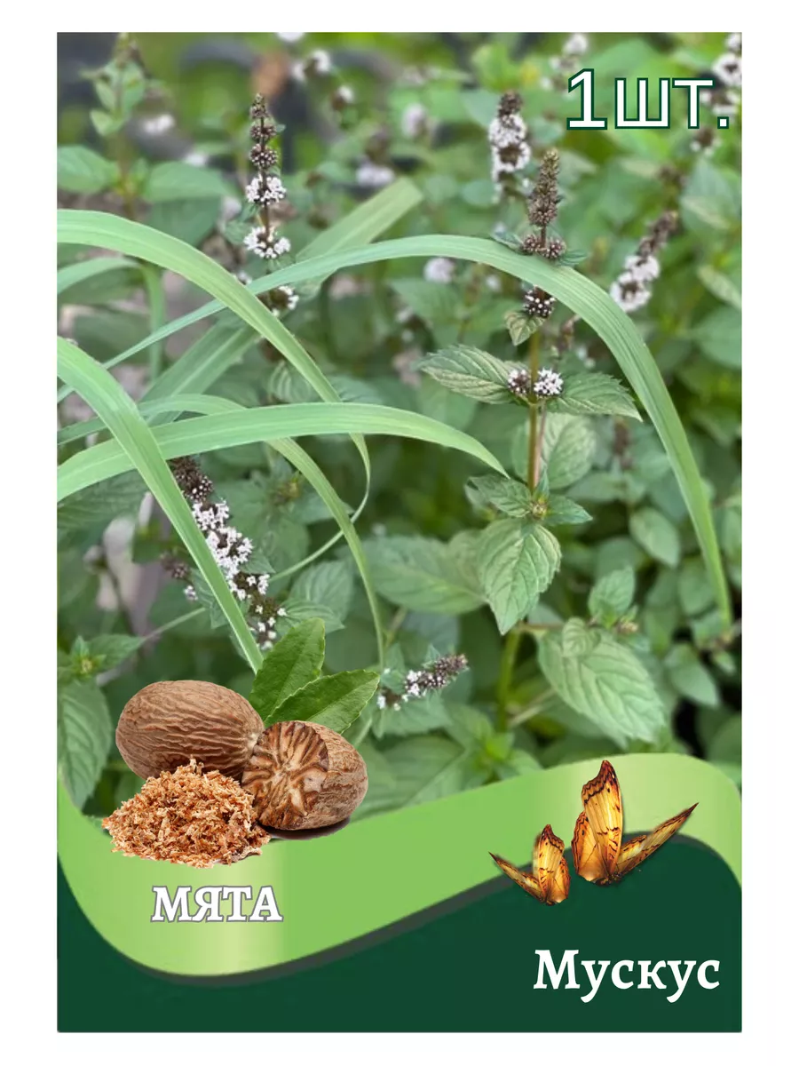 Мята 'ginger mint'. Мята джинджер минт. Мята блэк митчам (с1,5). Мята мускус. Мята перечная.