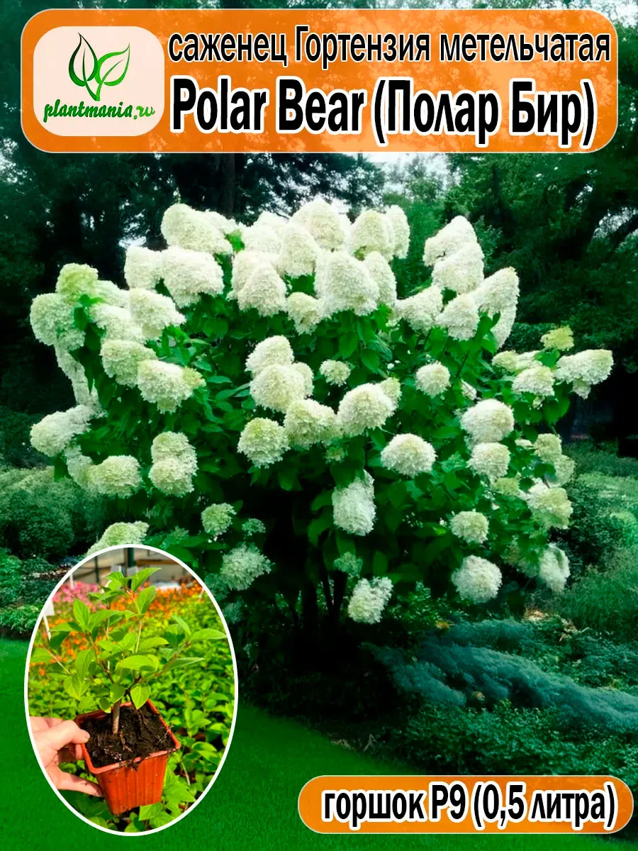 Гортензия метельчатая Polar Bear (Полар Бир) Р9