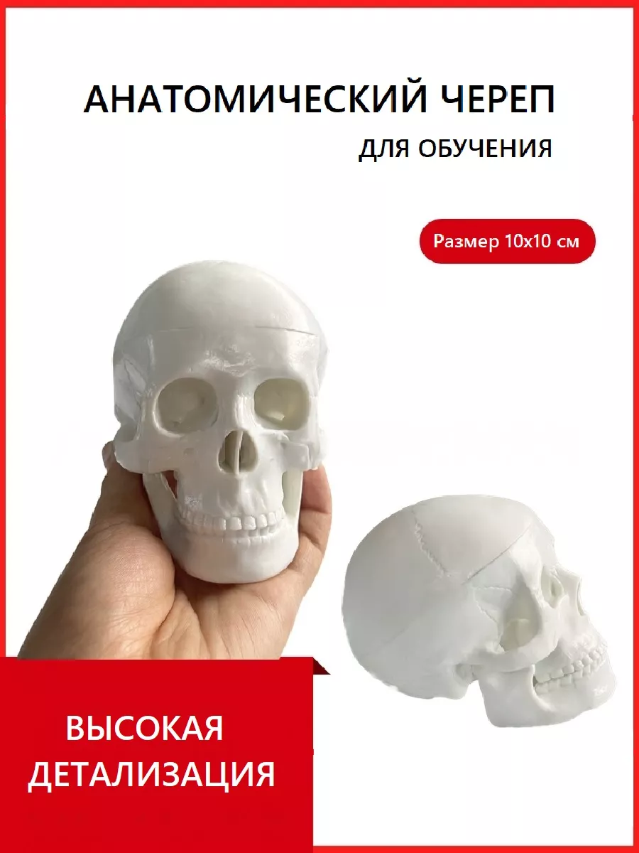 Череп учебный анатомический