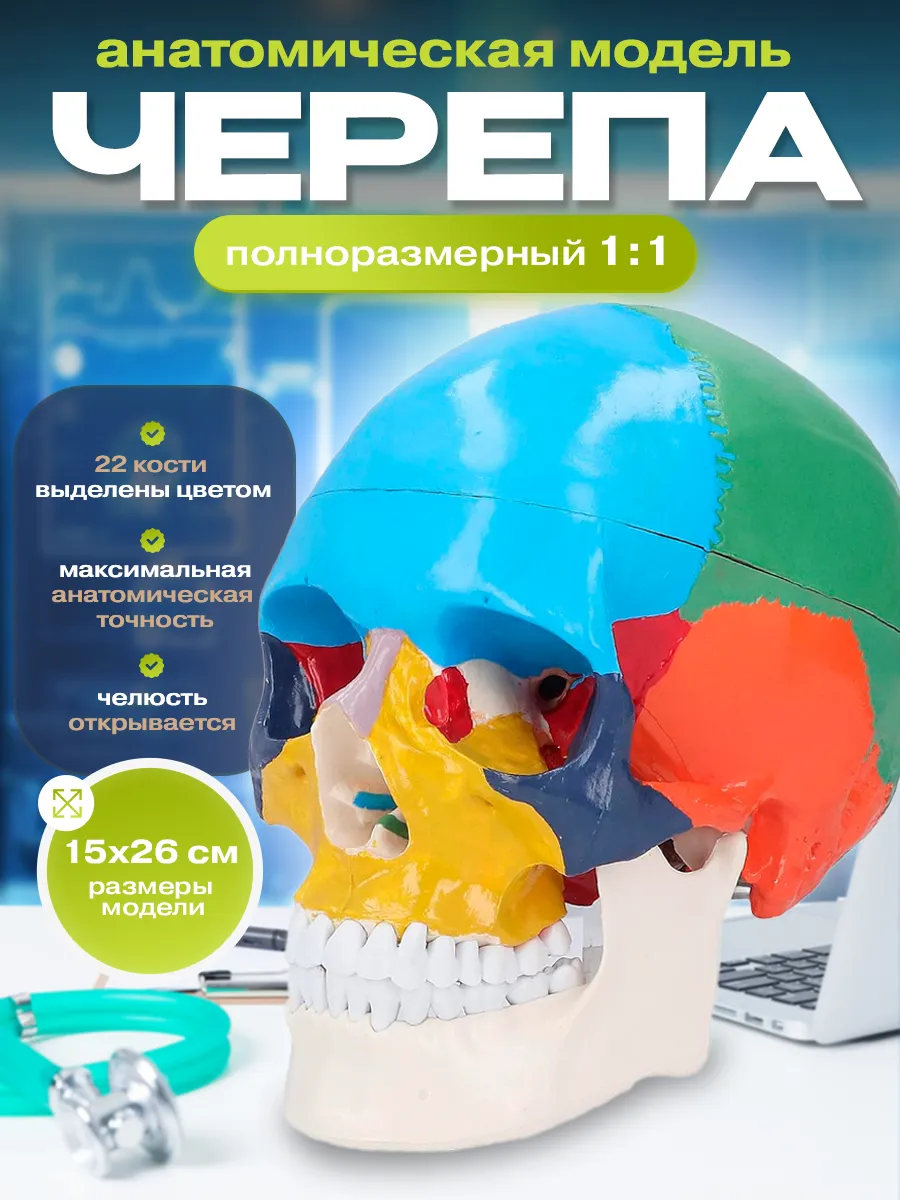 Макет "Череп человека" цветной, 21 х 14 х 19см
