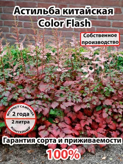 Астильба китайская Color Flash 254350657 купить за 794 ₽ в интернет-магазине Wildberries