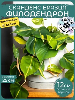Филодендрон Сканденс Бразил живое комнатное растение Д9 Сад Натали 254420782 купить за 940 ₽ в интернет-магазине Wildberries
