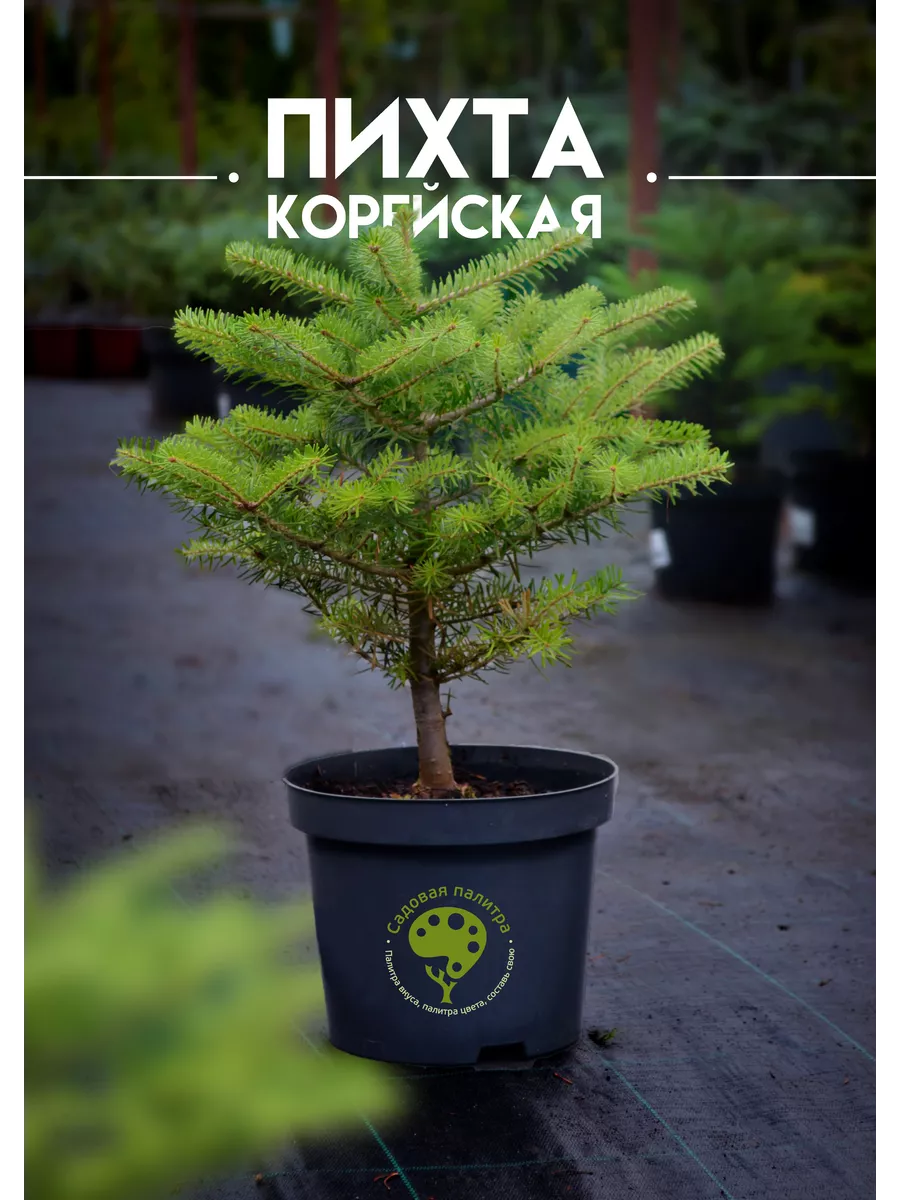 Пихта корейская...