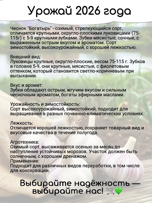PITOMNIK Чеснок на посадку под зиму крупный Богатырь 0,5 кг, 500 г, фото 2