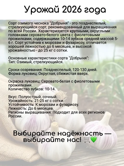 PITOMNIK Чеснок на посадку под зиму крупный Добрыня 0,5 кг, 500 г, фото 2