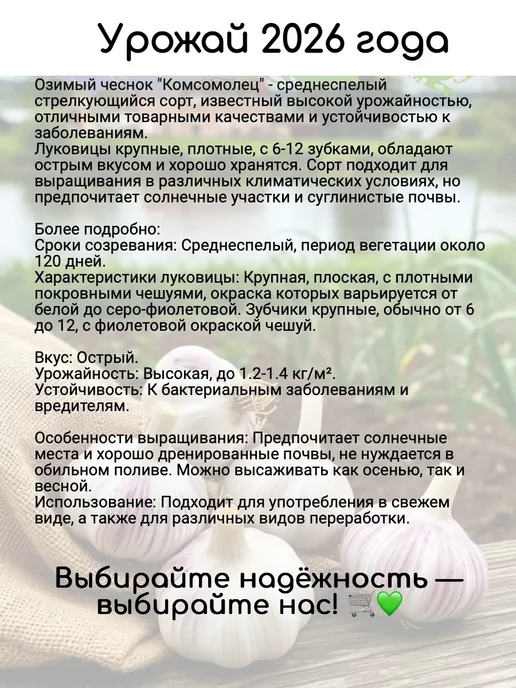 PITOMNIK Чеснок на посадку под зиму крупный Комсомолец 0,5 кг, 500 г, фото 2