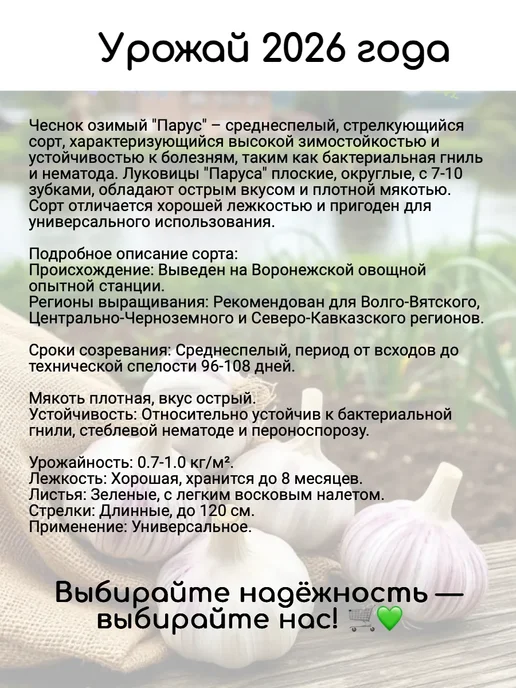 PITOMNIK Чеснок на посадку под зиму крупный Парус 0,5 кг, 500 г, фото 2
