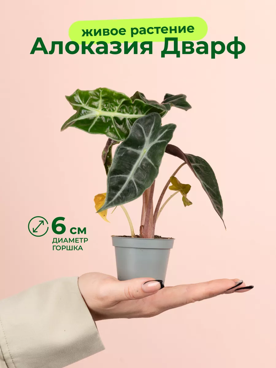 Алоказия дварф D6 GRINOTEKA 254602222 купить за 956 ₽ в интернет-магазине Wildberries