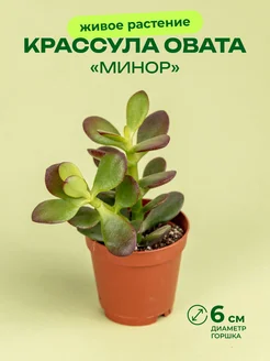 Крассула минор D6 GRINOTEKA 254602240 купить за 728 ₽ в интернет-магазине Wildberries