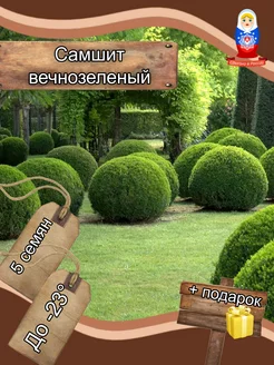 Самшит вечнозеленый, семена