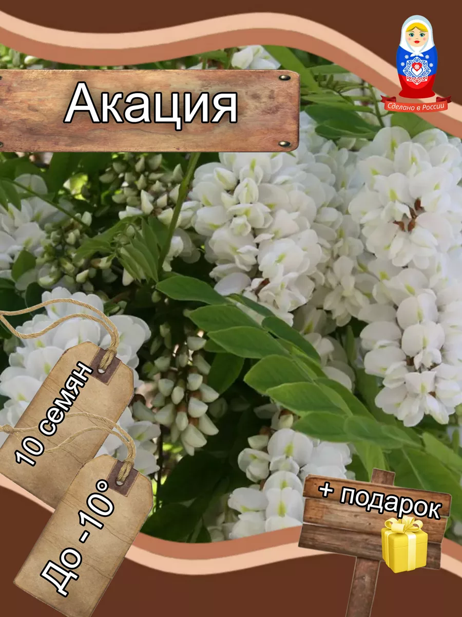 Акация Семена + Подарок