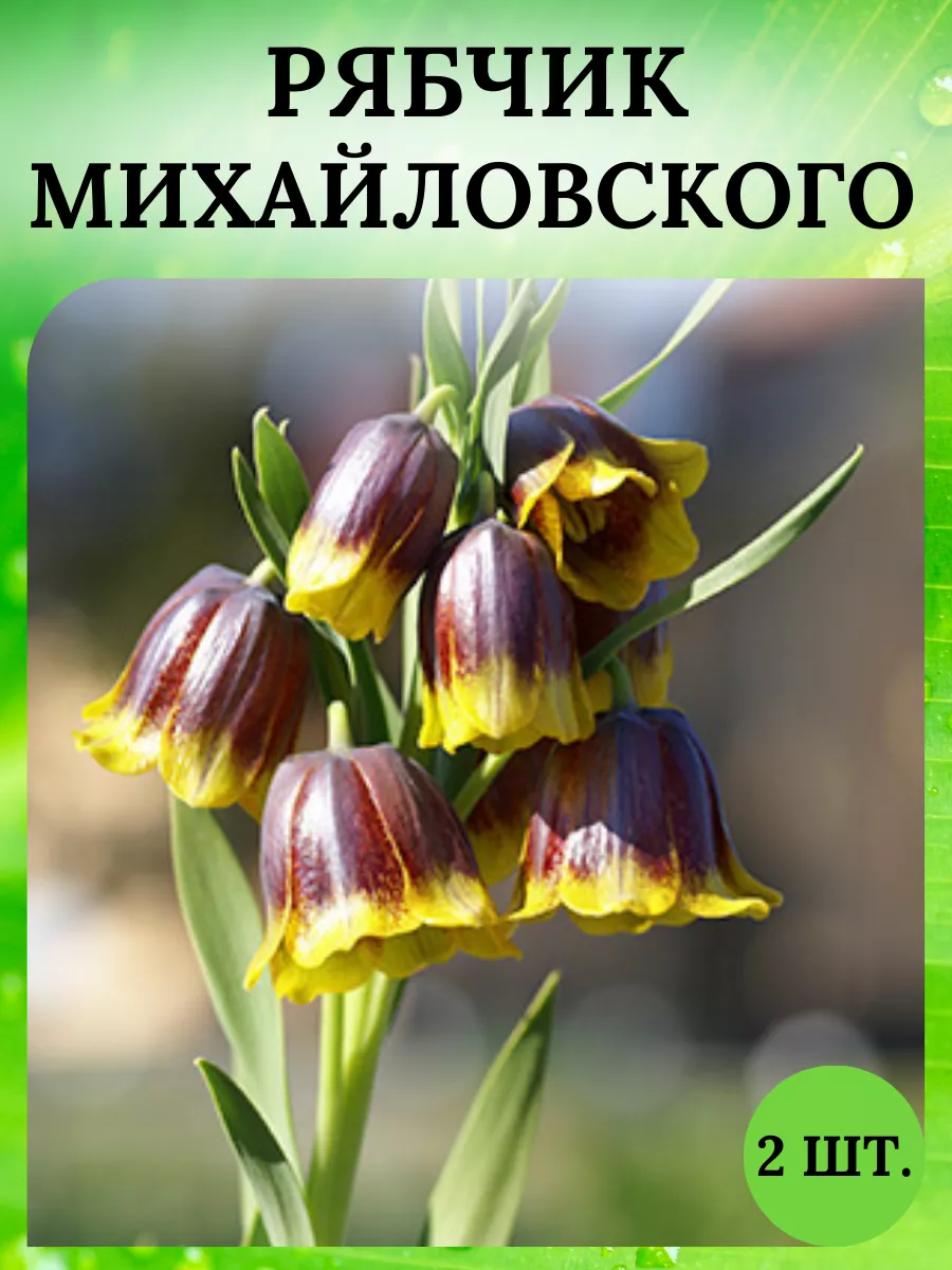 Купить Луковицы Рябчиков Недорого