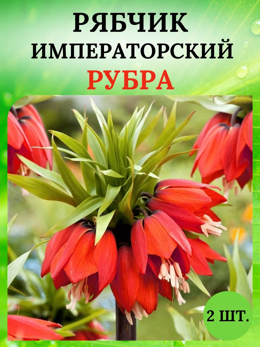 Купить Луковицы Рябчиков Недорого