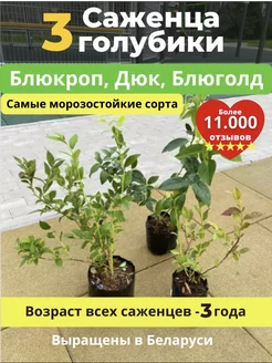 Саженец голубики садовой 3 штуки Рай растений 254720174 купить за 722 ₽ в интернет-магазине Wildberries