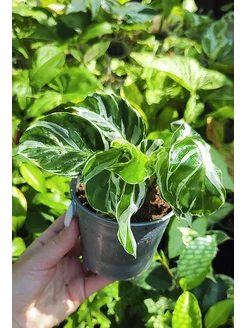 Calathea White Fusion Калатея Вайт Фьюжин 254725912 купить за 1 139 ₽ в интернет-магазине Wildberries