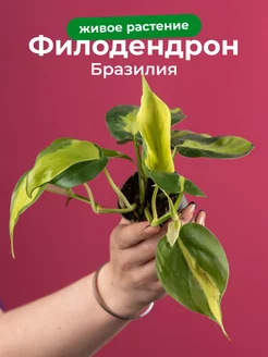 Филодендрон Бразилия D6 GRINOTEKA 254747873 купить за 842 ₽ в интернет-магазине Wildberries