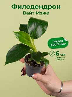 Филодендрон вайт мэже D6 GRINOTEKA 254747875 купить за 782 ₽ в интернет-магазине Wildberries