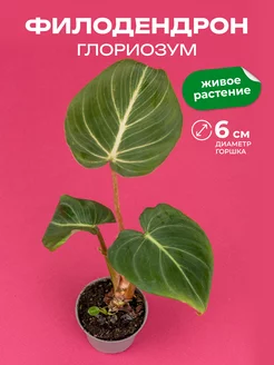 Филодендрон глориозум D6 GRINOTEKA 254747876 купить за 1 134 ₽ в интернет-магазине Wildberries