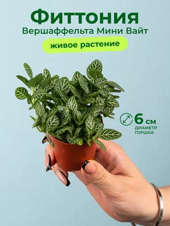 Фиттония вершаффельта мини вайт D6 GRINOTEKA 254747881 купить за 765 ₽ в интернет-магазине Wildberries