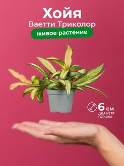 Хойя ваетти триколор D6 GRINOTEKA 254747883 купить за 667 ₽ в интернет-магазине Wildberries