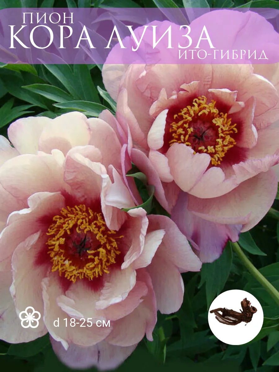 Sarah bernhardt пион. Пионы гибриды травянистых. Пионы гибриды травянистых. Пион ред ред роуз. Пион луи ван гутт.