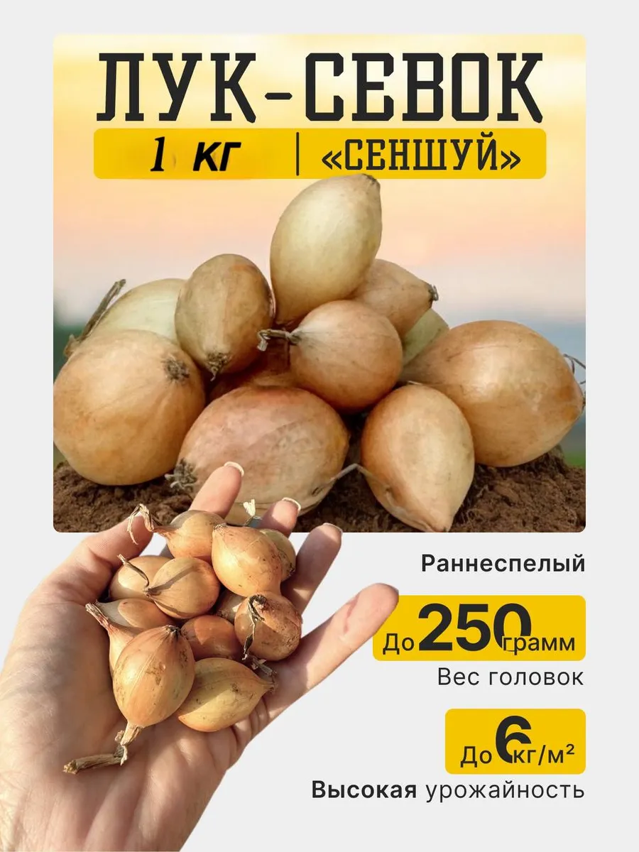 Лук севок на посадку...