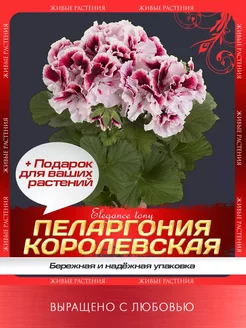 Пеларгония королевская саженец Ботаника 254790236 купить за 630 ₽ в интернет-магазине Wildberries