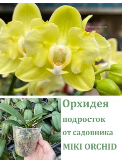 Орхидея (не цветет) Phal. Taida Smile 