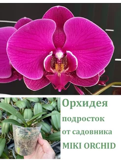 Орхидея живая (подросток-не цветет) Phal. Miki Big Red 