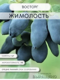 Саженец Жимолость Восторг Заботливый Сад 254908985 купить за 401 ₽ в интернет-магазине Wildberries