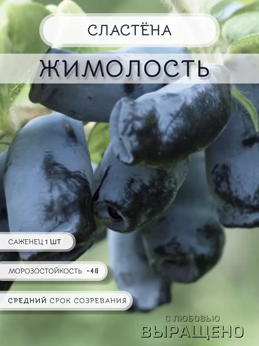 Саженец Жимолость Сластёна