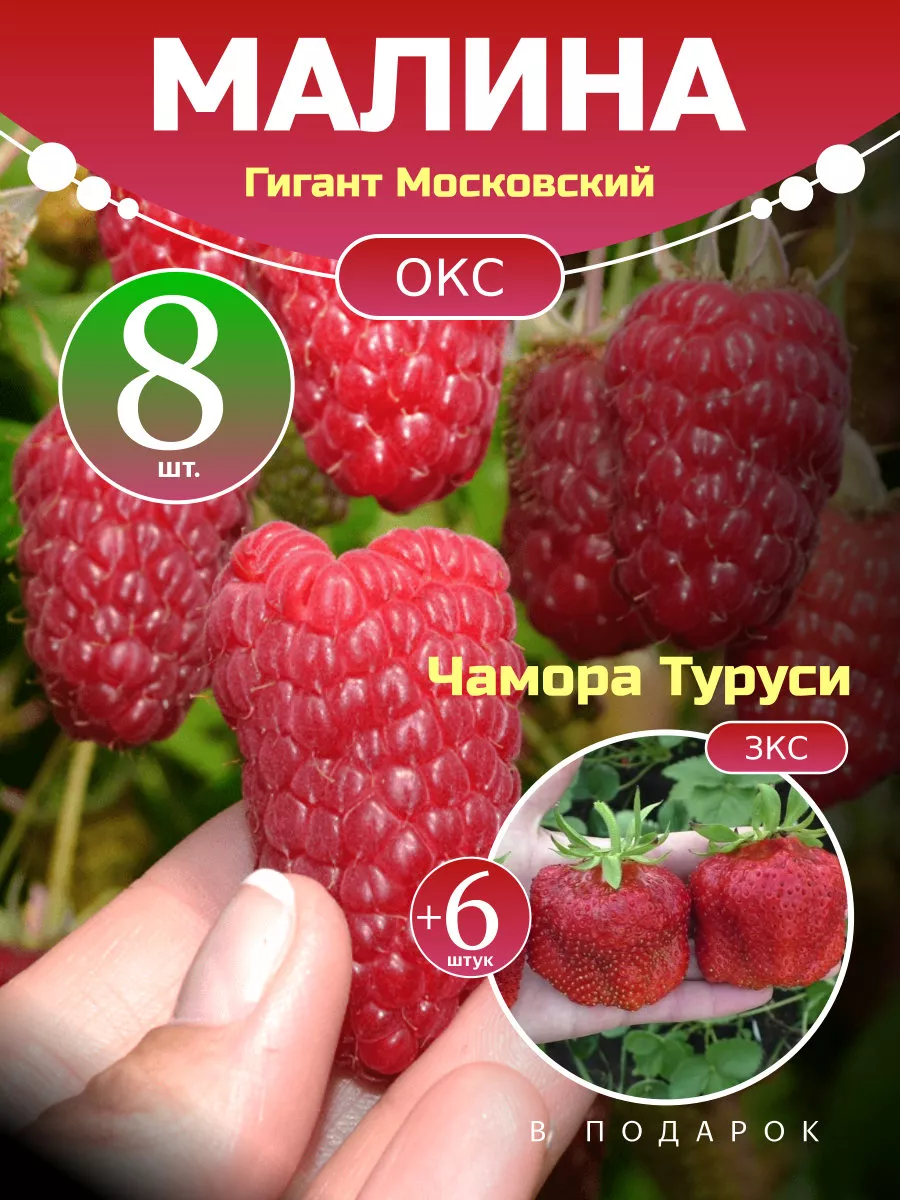 Малина Гигант Московский...
