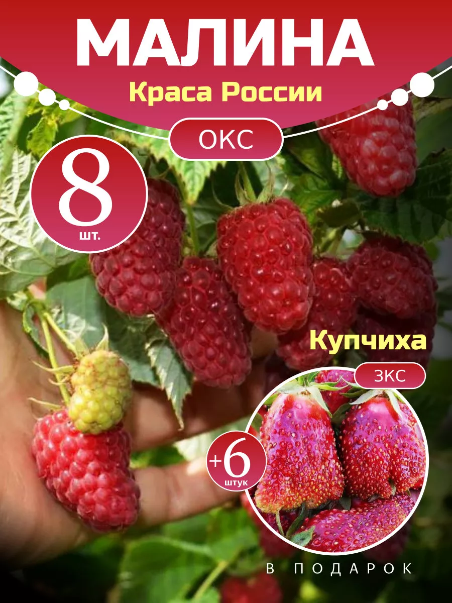 Малина Краса России...
