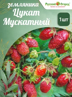 Земляника Цукат Мускатный Русский Огород 255004034 купить за 192 ₽ в интернет-магазине Wildberries