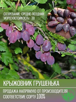 Крыжовник Грушенька Крымский Питомник Растений 255103078 купить за 266 ₽ в интернет-магазине Wildberries