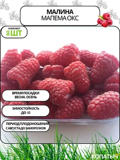 Малина Мапема 3 шт ОКС Саженцы от Копатыча 255124805 купить за 292 ₽ в интернет-магазине Wildberries