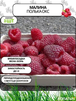 Малина Полька 3 шт ОКС Саженцы от Копатыча 255124812 купить за 292 ₽ в интернет-магазине Wildberries